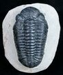 Bargain Phacops Trilobite From Morocco - #9732-3